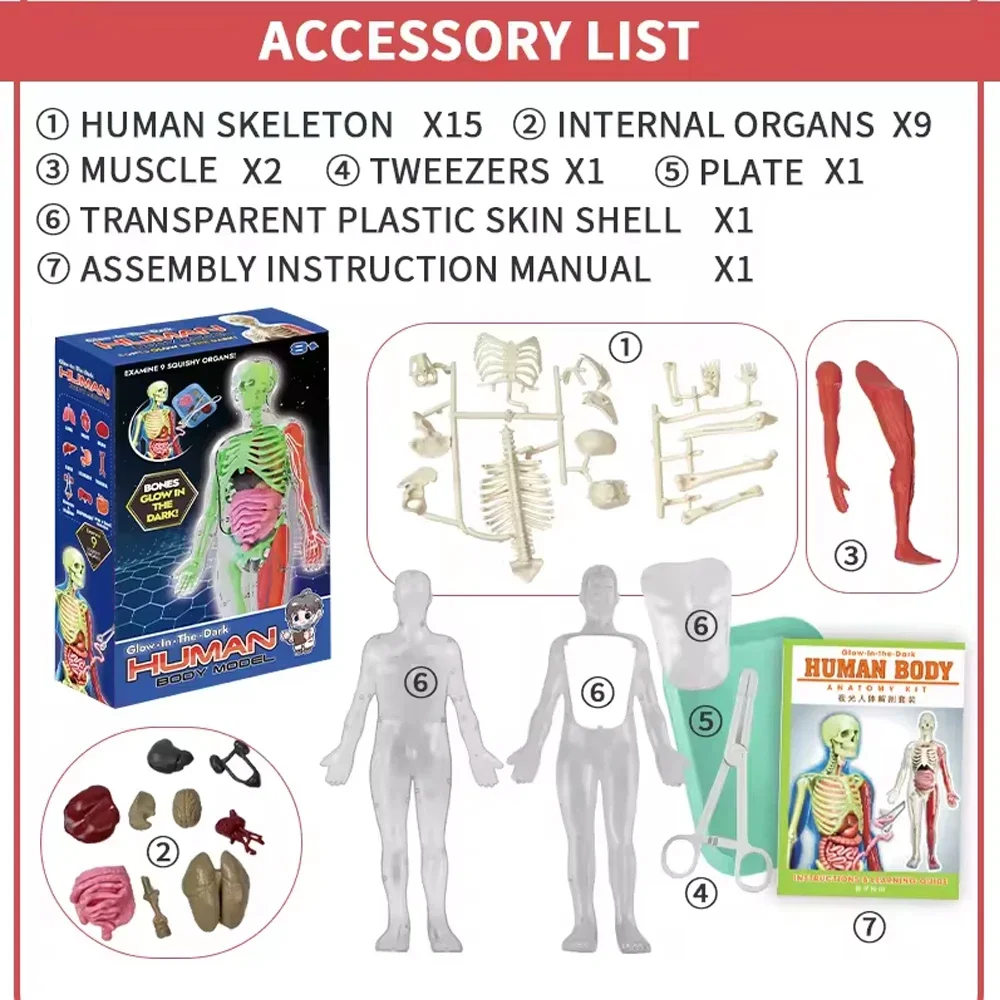Modello didattico biologico di - Model Kit Fantasy recensione e prezzo
